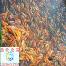  2019鲶鱼苗价格报价鲶鱼苗批发第2页黄页88养殖网