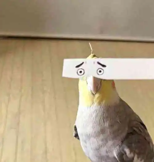 主人怀孕跟橘猫比肚子,橘猫跟我橘猫比胖,你还嫩了点  主人怀孕跟橘猫比肚子,橘猫跟我橘猫比胖,你还嫩了点