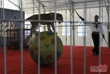  活动招商石湖东区马戏表演和超级玛丽主题展