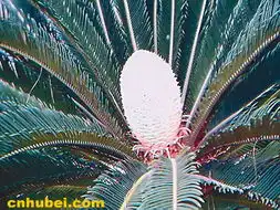  人间难得一见的奇景夫妻铁树齐开花附图