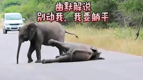  幽默解说别动我,我要躺平