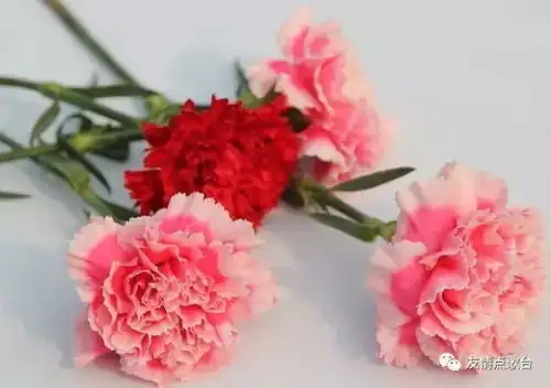  今日9月10日教师节91000朵康乃馨送给全天下的恩师祝老师节日快乐