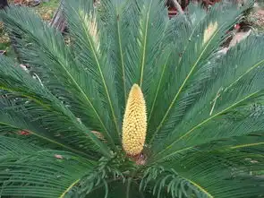 铁树开花图片