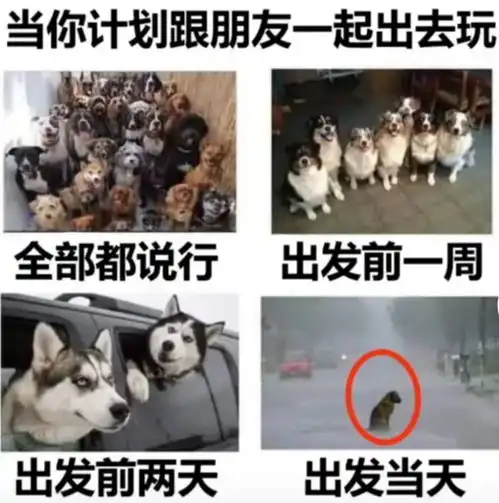  外卖被狗狗偷走了是什么样的体验心疼大兄弟好吧