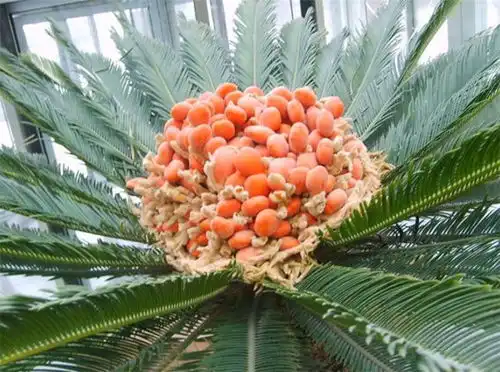  苏铁属于什么植物是裸子植物,只结果不开花,少有人知的冷知识