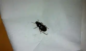 这是蟑螂吗看图  这是蟑螂吗看图