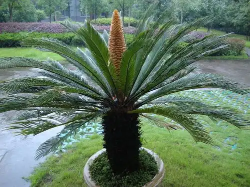  老人常说五树开花,不富也发,养着的要珍惜,是老一辈的经验