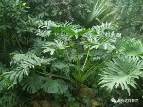  这是什么花