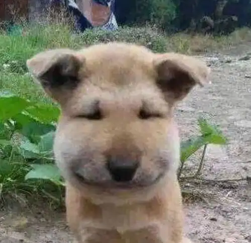  组图周冬雨拔完智齿后晒照撞脸被蜜蜂蛰了的狗狗心疼又搞笑