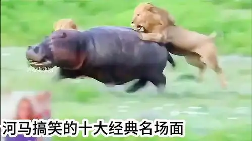  河马搞笑的十大经典名场面,憨厚老实的外表,调皮捣蛋的性格
