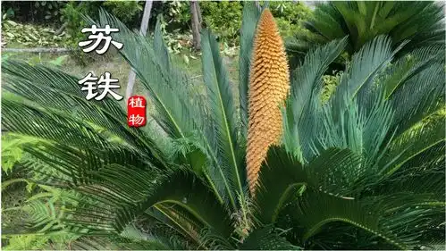  原来铁树开花这么壮观可惜不是人人都能见到,看花还能分公母