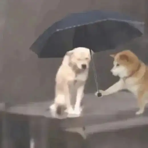  最近很火的小狗淋雨打伞表情包