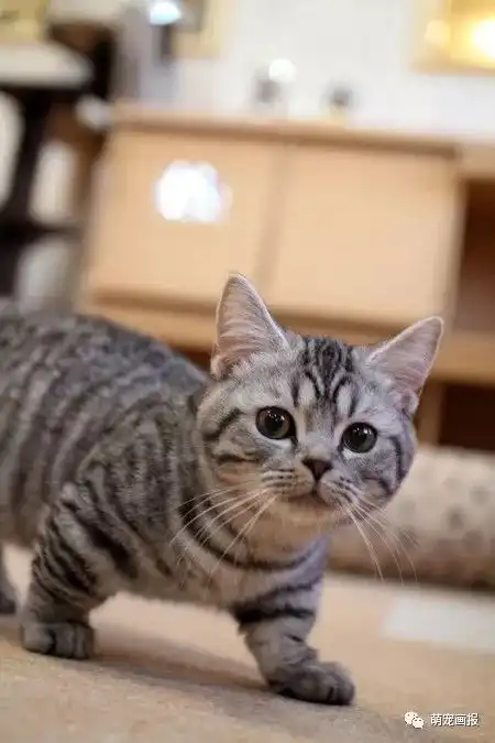  猫咪搞笑照片小集锦