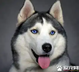  哈士奇眼睛什么颜色纯哈士奇怎么看纯不纯