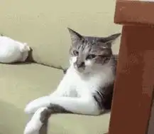  主人不知为何得罪了猫,现在喵看她时的表情,笑死了
