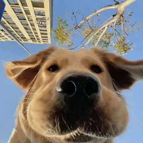 好看搞笑图片狗狗
