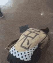 搞笑gif段子给它吃啊,看它饿成啥样了  搞笑gif段子给它吃啊,看它饿成啥样了