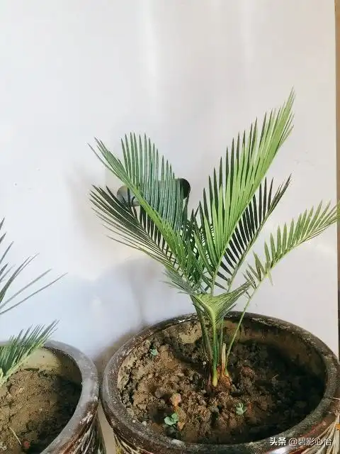  养铁树盆栽几大诀窍,掌握技巧,才能株型硕大美观,枝干挺拔翠绿