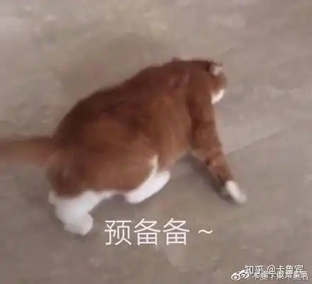 哈哈喵开黑的表情包扎紧