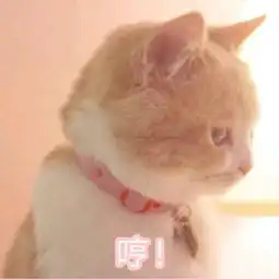 猫咪表情包劳资的心,收好 猫咪表情包劳资的心,收好