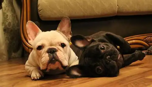  养法国斗牛犬的5大痛苦,养过的人都知道