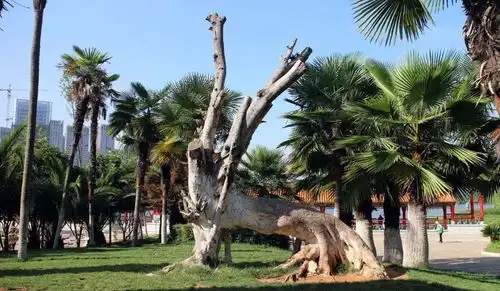  2019,昆明向全世界发出邀请