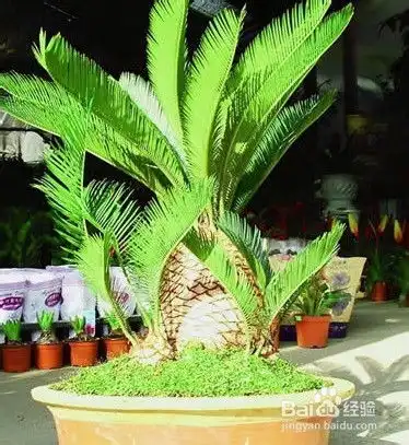  新房适合放什么植物