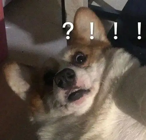 嗨美丽的姑娘表情包动态