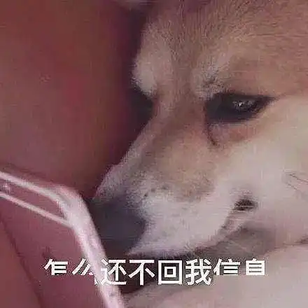 全是我的错表情包狗子