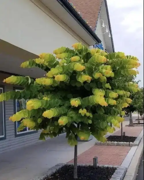  老婆出差给我发了张照片,看了之后总感觉不对劲哈哈哈绿的明明白白
