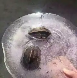  乌龟被冻成龟凝膏搞笑图2