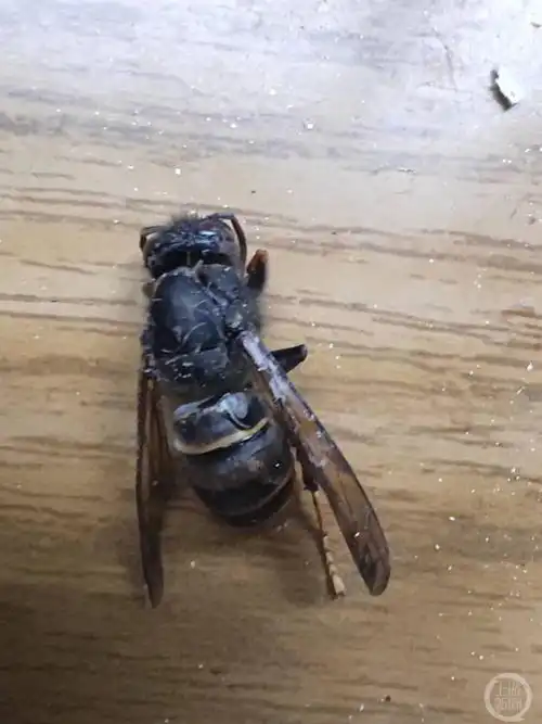 安徽黄山一老太被马蜂蜇伤致死,家属称曾请求村里捣毁马蜂窝未果  安徽黄山一老太被马蜂蜇伤致死,家属称曾请求村里捣毁马蜂窝未果