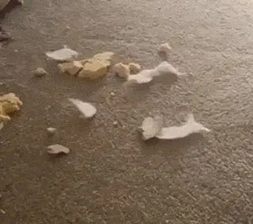  精选gif小猫咪这碰瓷实力,我给满分,不服都不行