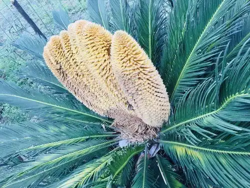  罕见攀枝花一株苏铁开花竟多达11头