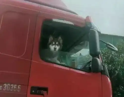  让阿拉斯加犬看车守油,这货车司机是来搞笑的吧