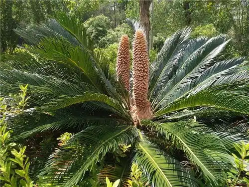 汝城九龙江铁树竟开双雄花引众多游客围观 汝城九龙江铁树竟开双雄花引众多游客围观