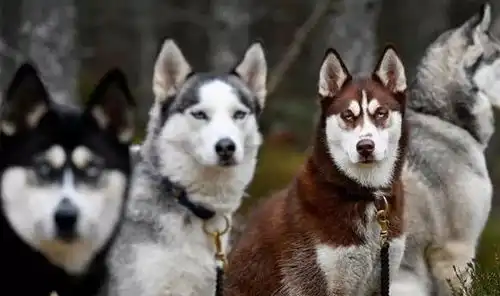  12种最喜欢吠叫的犬种,有没有你家的那一个呢