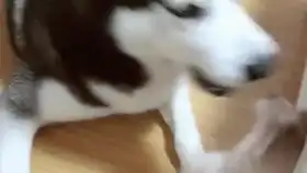  我是可爱的小鸭有趣的小鸭子动物
