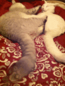 哈士奇动态图片搞笑gif