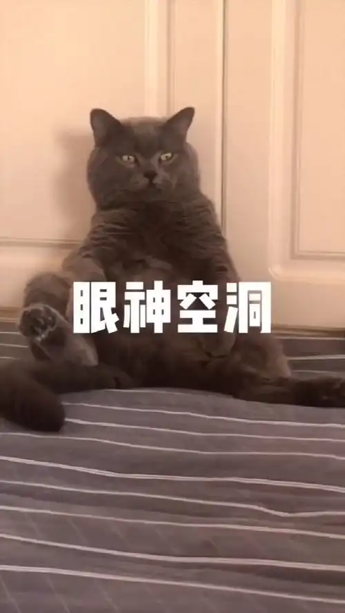  爆笑动物给你人生道理假期浪到起飞的你,开学让你焦虑了吗