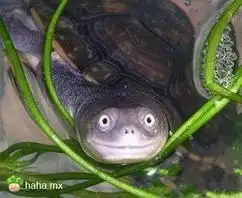  恶搞图片