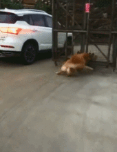 快递公司图片搞笑趣图