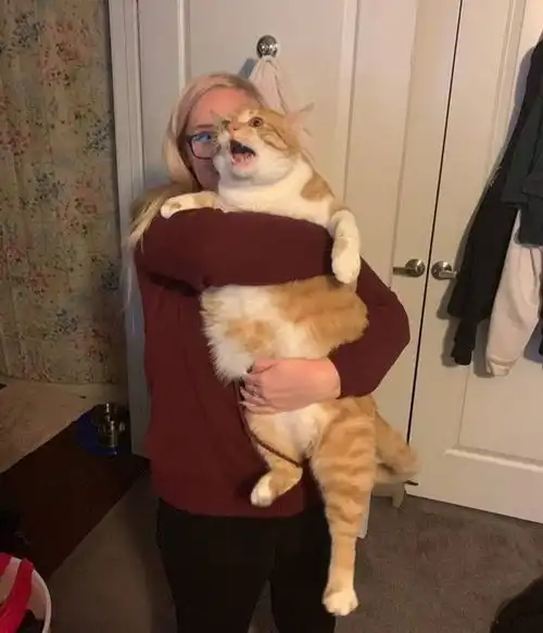 20张猫咪搞笑图片说明有猫的日子,生活一点也不会无聊