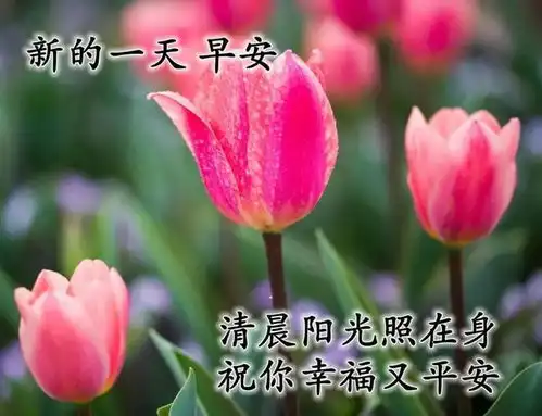  微信非常好看的美丽的鲜花早安问候图片精选,好看的漂亮风景早安问候动态图片表情