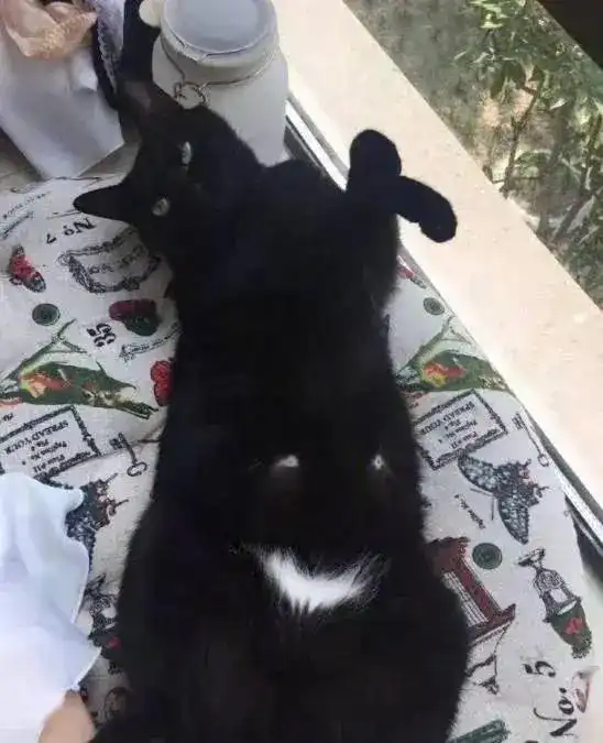  我寻思着猫的花色有多奇怪,直到看见了这些猫