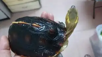  请问这两只黄缘哪只是公的哪只是母的前面两张图片为一只龟后面两张为另外一只,会分的朋友请说一下