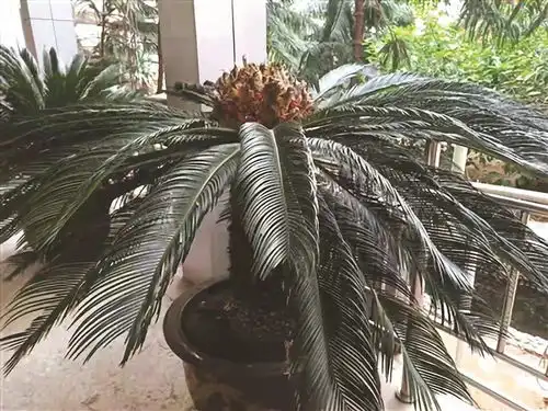 铁树开花图片搞笑一见