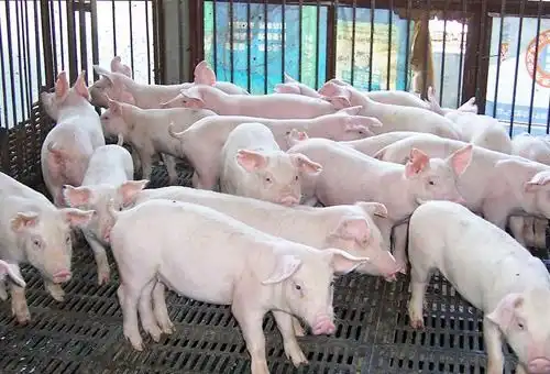 现在农村养猪赚钱吗  现在农村养猪赚钱吗