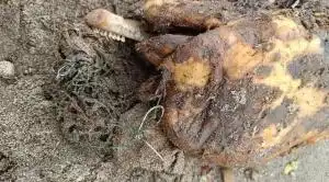  滚动