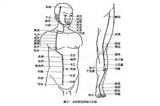  足阳明胃经,人体的后天之本